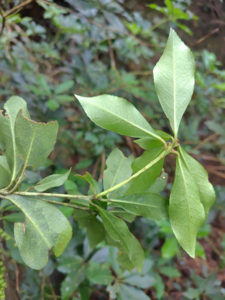 橫沙笛/橫嶺山、沙蓮山、笛吹山2799259