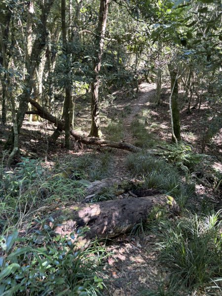 20251116鳴海山、網子山登山步道2938389