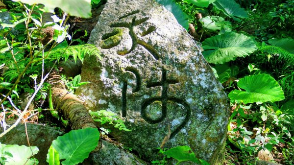 陽明山16草原之西線8草原2904069