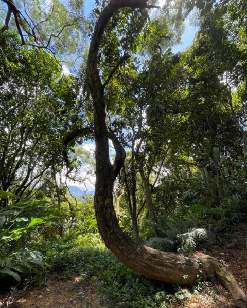 微笑山⛰️線-大棟-二格山-五分山-天上山-鳶山💎12條步道完成💙2841375