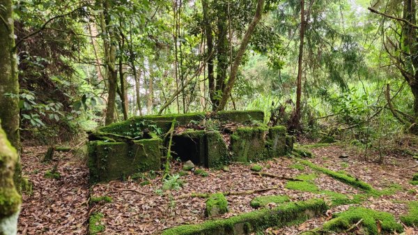 【中級山】五星級步道，谷關七雄馬崙山（八壯士進，斯可巴出）2744977
