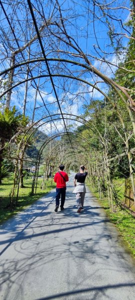 花蓮瑞穗．富源國家森林遊樂區景觀步道202602203013158