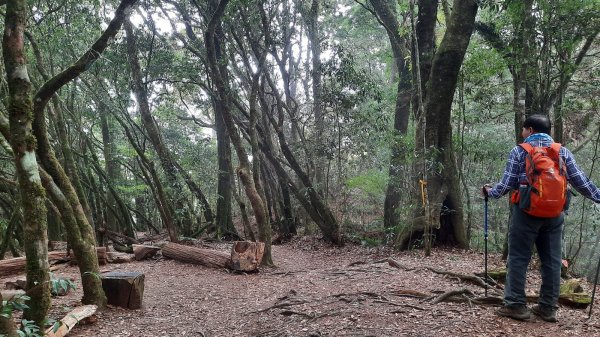 《南投》忘憂森林｜嶺頭山及金柑樹山O繞(留龍頭起登)202303182076832