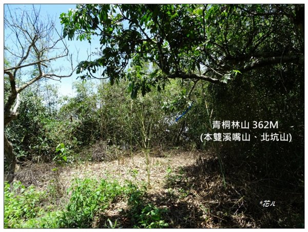 青桐林山(本雙溪嘴山、北坑山)1718482