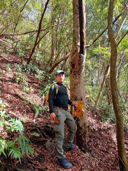 【苗栗泰安】中級山的大霸尖山。 虎山步道2779600