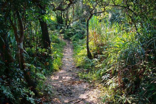 猴山岳。二格山。小獅山連走616096