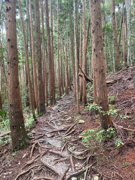 谷關七雄老大 八仙山2189720