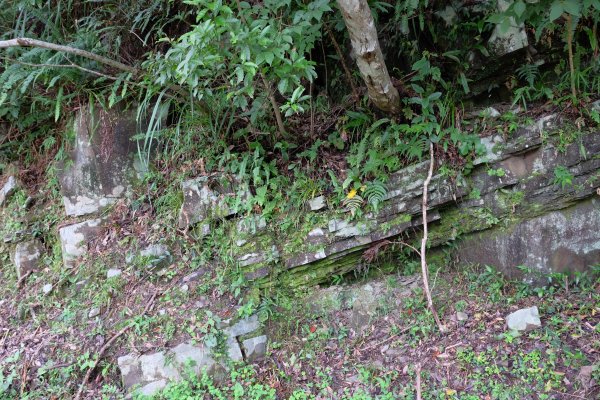 桃園復興區  東卡O縱2823849