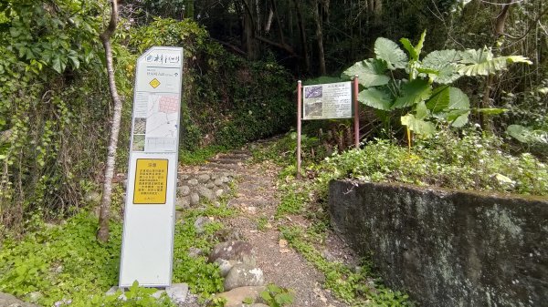 2026樟之細路 | 第一大段 | 三坑~關西 | RSA01~113041140