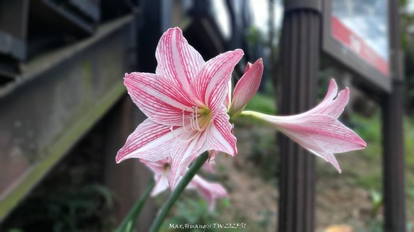 《台中》樹中有樹｜大坑步道6上7下O繞202502082708616