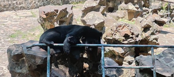 杭州動物園3089164