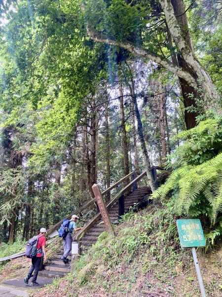 溪頭散步悠遊    2024.5.202517709