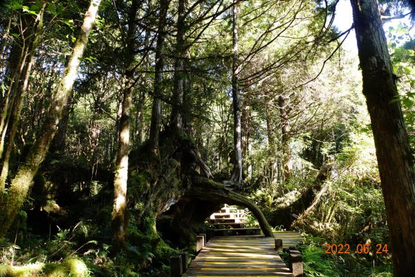 宜蘭 大同 太平山森林遊樂區 檜木原始林步道1743678