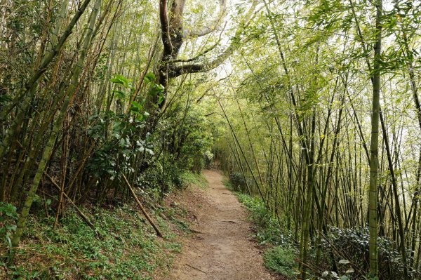 嘉義 梅山 太平山、梨子腳山、馬鞍山、二尖山、大尖山、碧湖山2748989