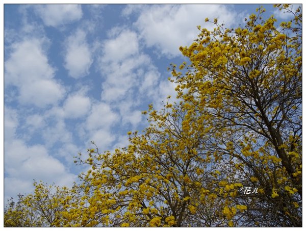 嘉義/朴子溪風鈴木874429