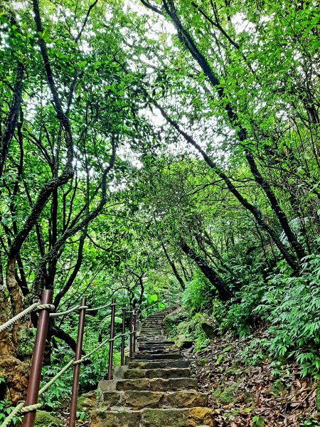 走遍陽明山：擎天崗系｜迷霧中的草原祕境、古道幽境2123771