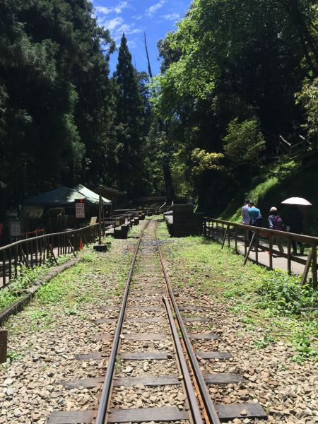 阿里山神木步道354573