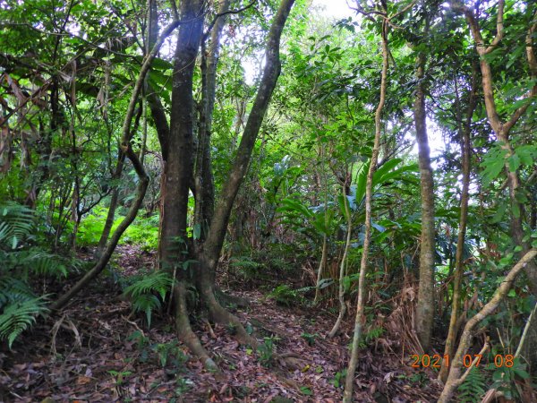 新北 雙溪 大竹林山1423141