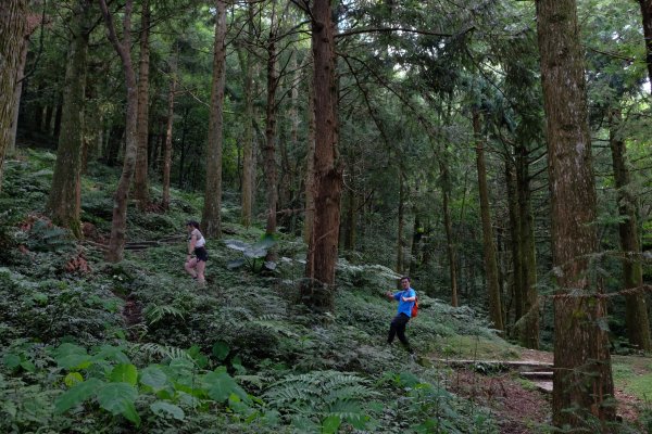 桃園復興區  東卡O縱2823800