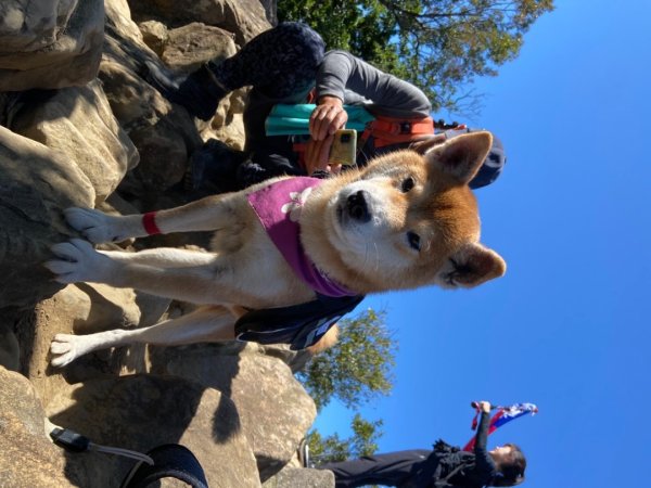 新北：五寮尖登山步道2441822