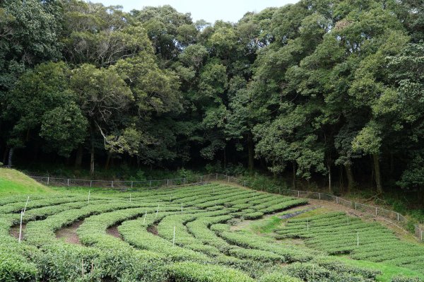 南投 仁愛 北東眼山、中央東眼山2623612