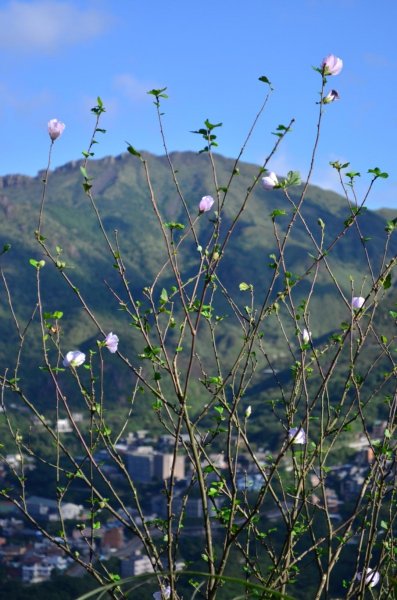 雞籠山登山步道445592