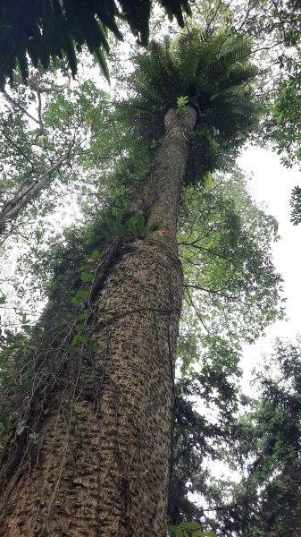 《南投》竹林茶園｜鳳凰谷步道環鳳凰山寺O繞202506222817513