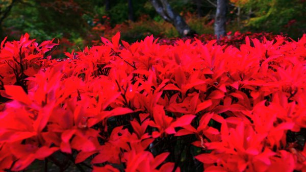 岩手縣藤原之鄉2930105