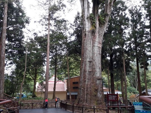 阿里山森林遊樂區，香林神木，姐妹潭，達娜伊谷，新竹獅山古道，藤坪步道，水濂橋步道1610755