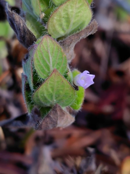 霧里乙部落-舊內文社-霧里乙山東北峰-霧里乙山-霧里乙南山-獅子頭山2766054