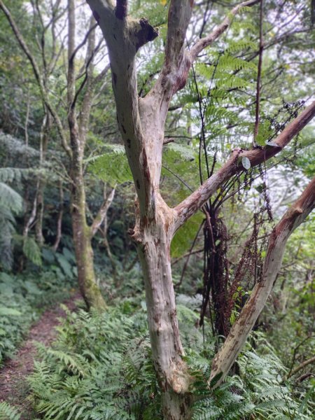 新店桂山路197巷-產業道路-幽靜山路-潺潺小溪-幽靜山路-原路折返2321886