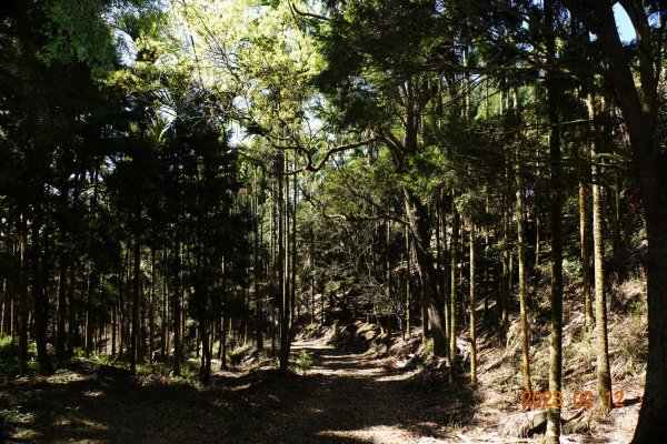 嘉義 竹崎 大坑山2032200
