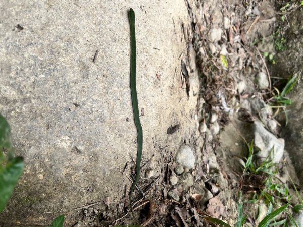 20251013_都蘭山（台東小百岳）2941325