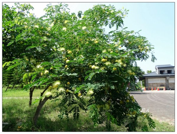 台東森林公園/大葉合歡973376