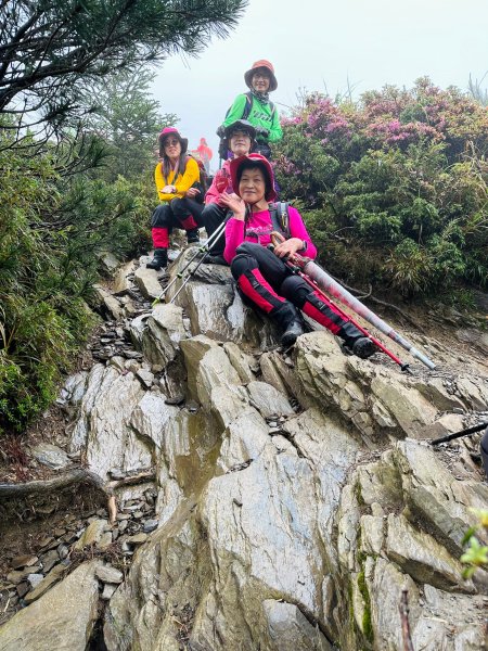 合歡北峰紅毛杜鵑盛開_202406052518334