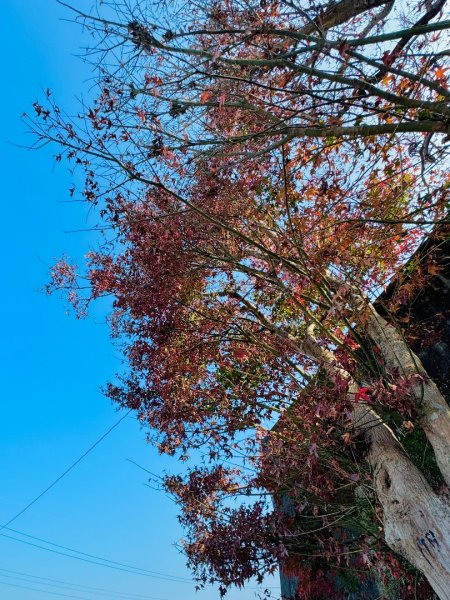 烏山縱走中段:龍湖寺-金光山財神廟-縱走石松子山2984591