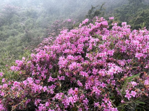 1130518｜0620合歡北峰杜鵑花2505929