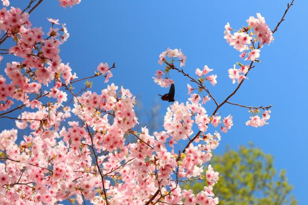 拉拉山的櫻花286527