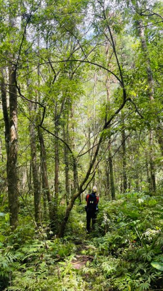 烏來阿玉溪山/西坑林道/探勘派出護管所彈藥庫遺址至獅坑橋2582032