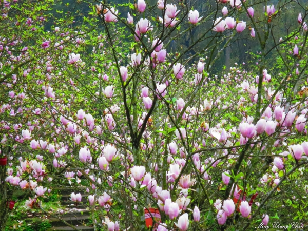 20150307~楓樹湖木蓮花~天元宮還沒開的櫻花15147