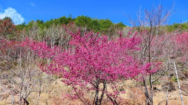 《踏莎行・武陵山櫻》2712468