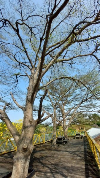 療癒森呼吸，阿里山三日行2764434