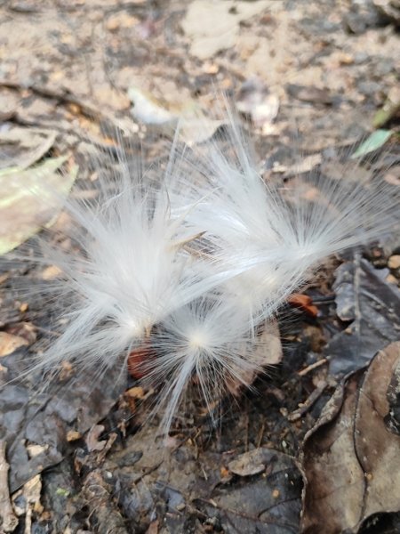 始終如一的愛心縱走2993449