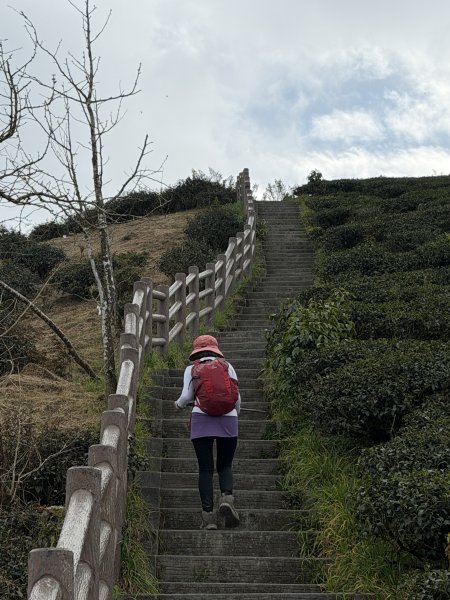 溪頭四秀+羊彎四秀202601182991383