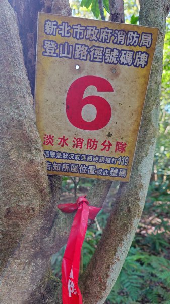 20260125 陽明山前後山健行(無極天元宮~山仔頂步道.向天池.向天山.面天山.二子坪)2997969