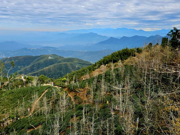 大崙山銀杏森林2966083