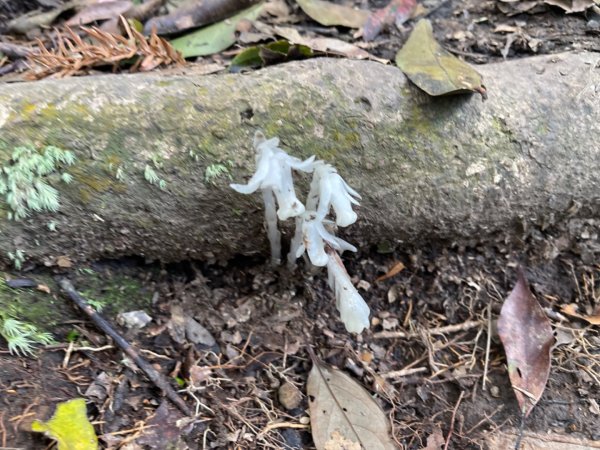 1140319仙山-仙山南峰2738263