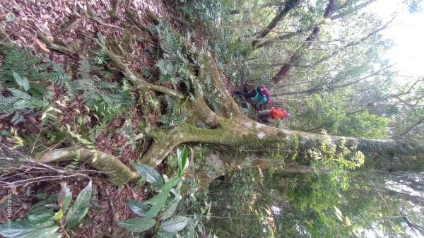 逐鹿卡保山賞一葉蘭2760885