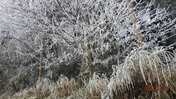 霧茫茫雪白冰封世界-太平山首度追霧淞成功202301282009457