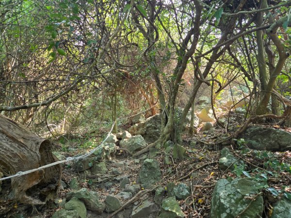 大山母山（小百岳）3007463